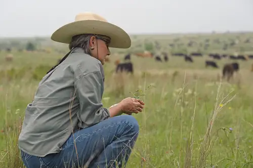 Trump Promised Mass Deportations. Now Even Kansas Cattle Ranchers Want Out