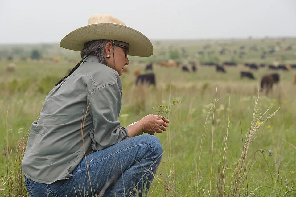 Rancher Deborah Clark watches over cattle on the Birdwell Clark Ranch in Texas. (24484037523)