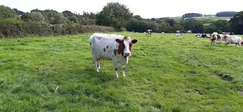A Dairy Farm Town in SoCal Just Out-Grew Every City in America