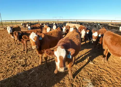 Is the “Cheap” Imported Beef Trump Promised the Same Beef China Rejected as Contaminated?