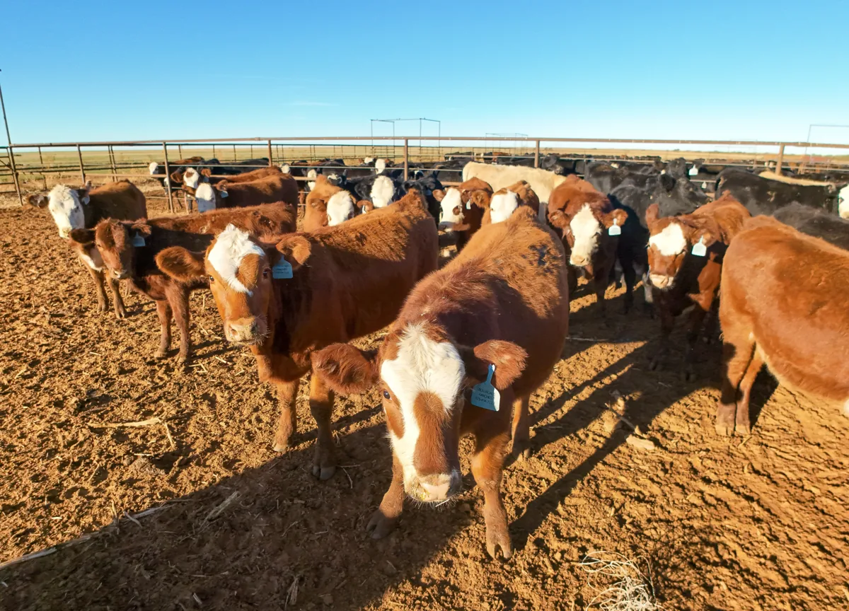 Beef cattle in a feedlot in New Mexico