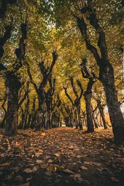 Scientists Say Cities Are Blowing a $3-Per-Dollar Return by Ignoring Trees
