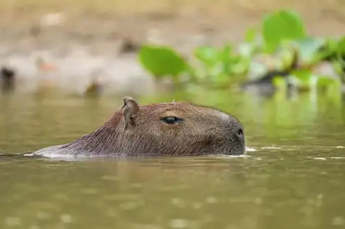 Capybaras Keep Crashing Brazil's Legislature and Honestly Same