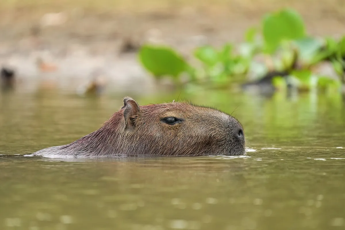 055 Capybara swimming in Encontro das Águas State Park Photo by Giles Laurent