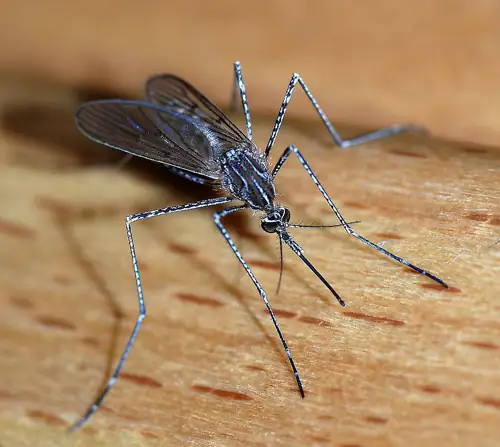 Dengue Fever Declares 3 Florida Counties an Emergency Zone