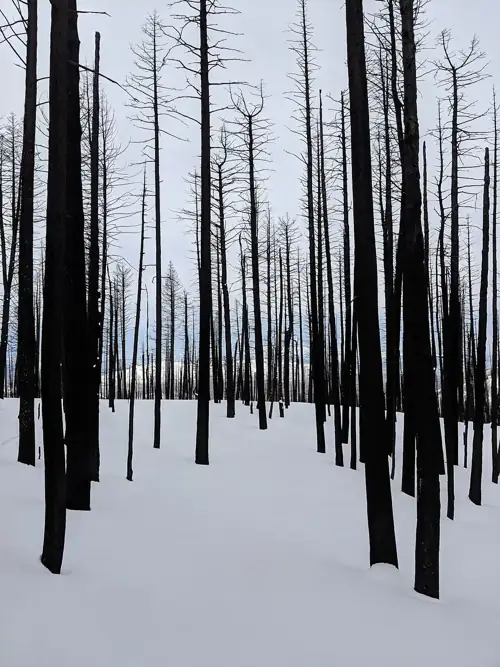 Senators Warn Wildfire Betting Sites Could Pay People to Commit Arson