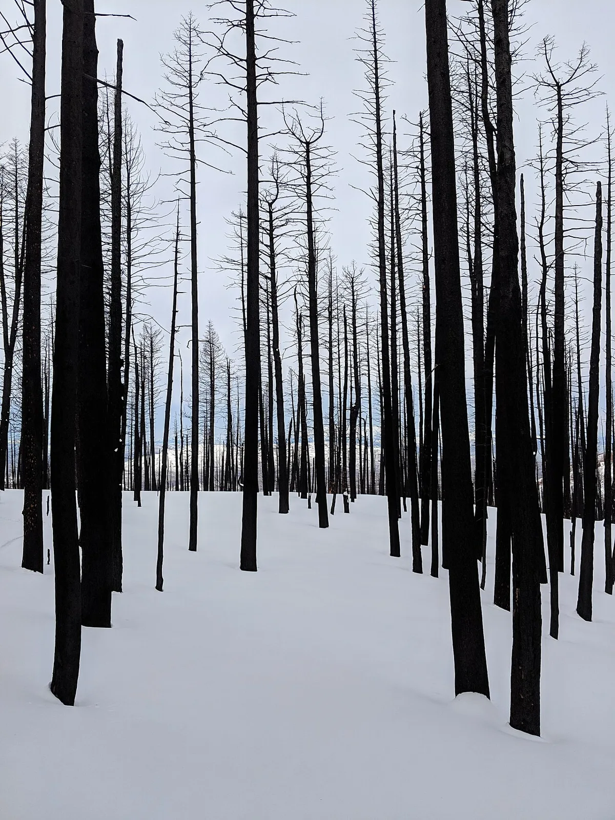 Wildfire zone covered in snow
