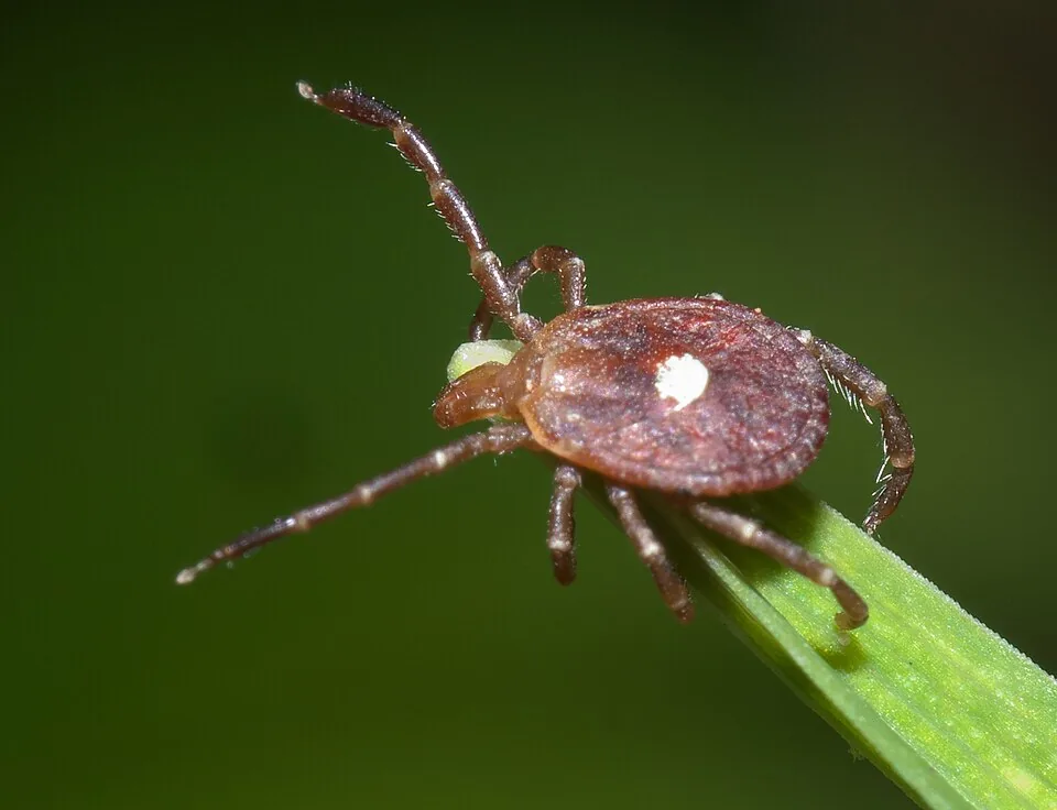 Amblyomma americanum P1210455b