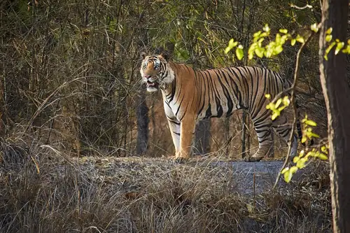 Man Dies After Entering Tiger Enclosure at Yorkshire Wildlife Park