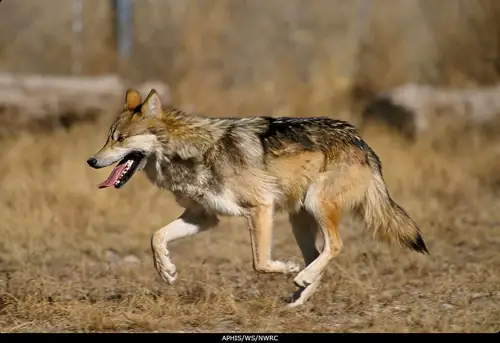 Trump Signs Order to Strip Wolf Protections So Ranchers Can Shoot Them