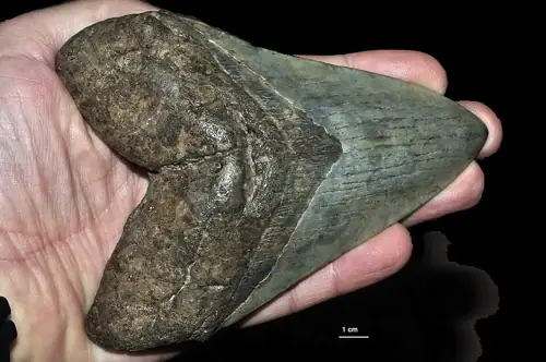 Megalodon Teeth Found on Pacific Floor Are the Size of Your Hand