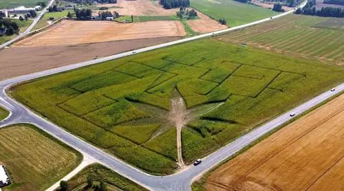Ex-DHS Chief Says Chinese Cartels Run 80% of Oklahoma's Weed Farms