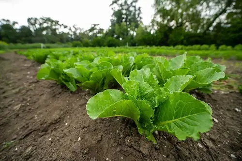 1,600 Sick, Taco Bell Lettuce Pulled, and Taylor Farms Is Still on the Hook
