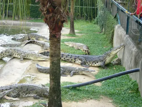 Man Arrested for Throwing Toddler Into Crocodile Pit at UK Zoo