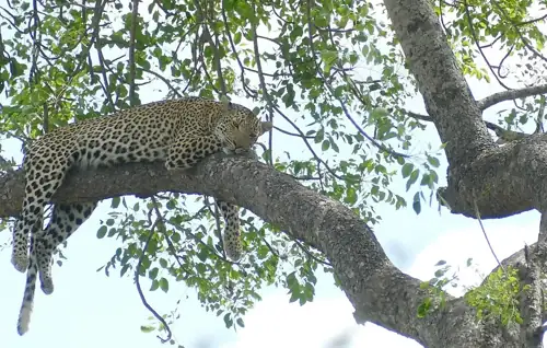 354 Leopards Left in West Africa, and They're Somehow Clawing Back