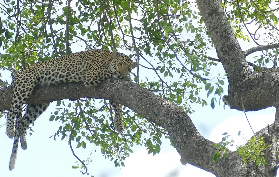 Day 44 Leopard (Panthera pardus) resting in a tree ... (53305039615)